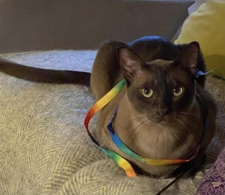 cat looks like it's whispering to the cat sitter